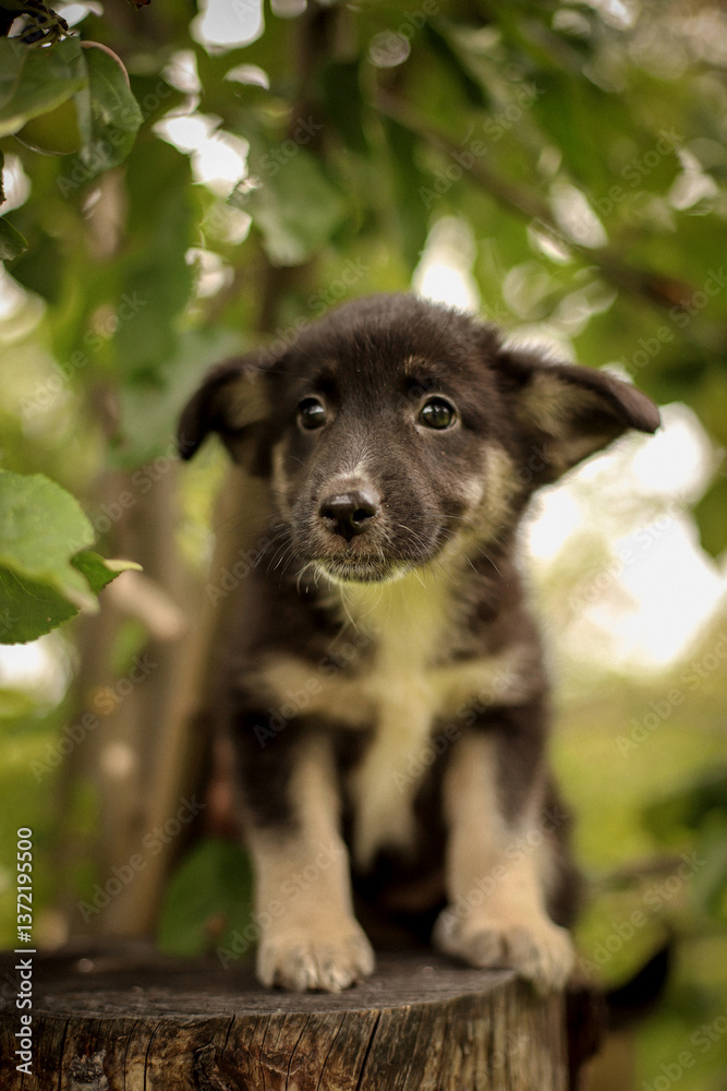 A small tricolor puppy sits on a stump under an apple tree A small tricolor puppy sits on a stump under an apple tree