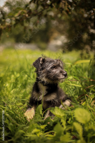 Wallpaper Mural Hairy dog ​​sitting in the grass in an apple orchard Torontodigital.ca