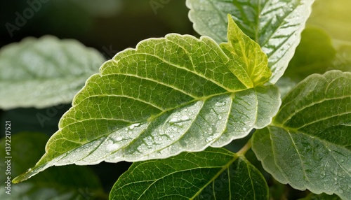 Extreme close-up of fresh green leaves, veins visible, covered in morning dew, with soft sunlight creating a natural glow.