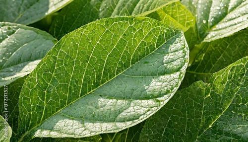 Extreme close-up of fresh green leaves, veins visible, covered in morning dew, with soft sunlight creating a natural glow. photo