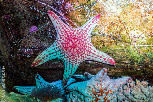 Starfish are marine invertebrates.