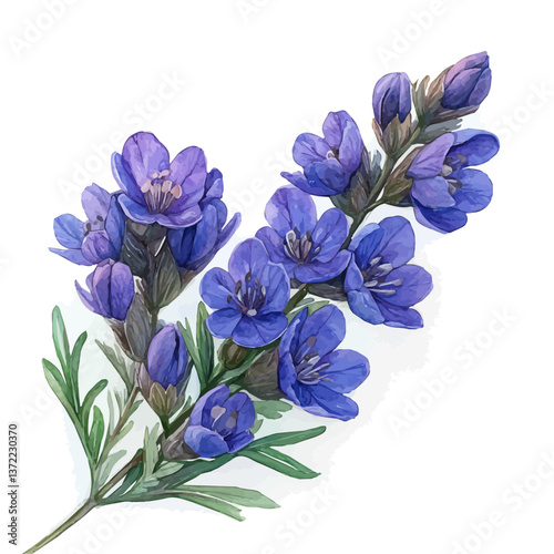 watercolor vector of Aconite branch, isolated on a white background. Aconite branch vector

