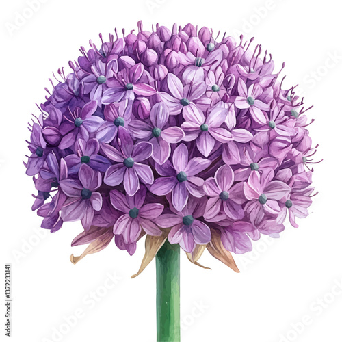watercolor vector of Allium branch, isolated on a white background. Allium branch vector

