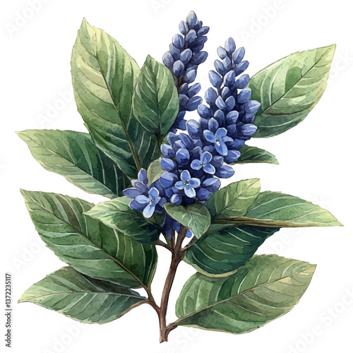watercolor vector of Anise Hyssop branch, isolated on a white background. Anise Hyssop branch vector

