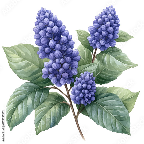watercolor vector of Anise Hyssop branch, isolated on a white background. Anise Hyssop branch vector

