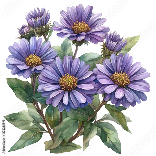 watercolor vector of Aster branch, isolated on a white background. Aster branch vector

