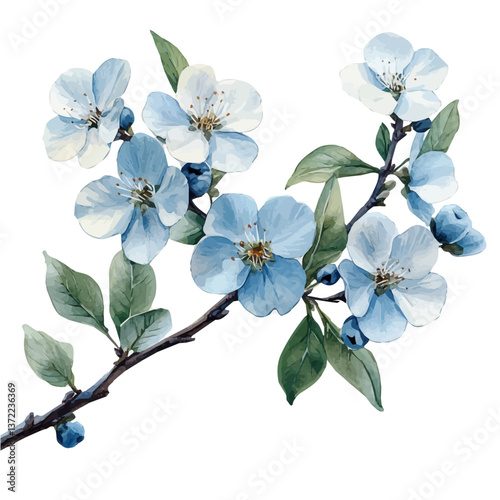 watercolor vector of Bachelor’s Button branch, isolated on a white background. Bachelor’s Button branch vector

