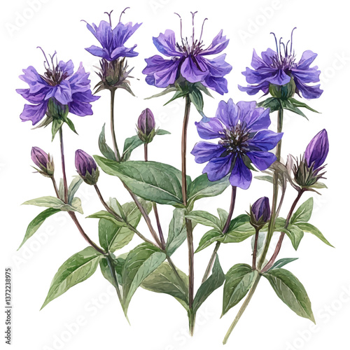 A watercolor vector of a Bee Balm branch, isolated on a white background. Bee Balm branch vector

