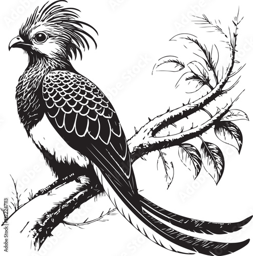 Resplendent quetzal Bird Exotic Animal Black and White Vector Illustration, Sketch Drawing Line Linear Engraving, Hand-drawn Isolated