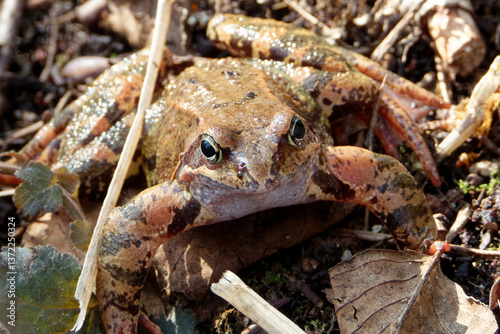 Common frogs or grass frogs (Rana temporaria)