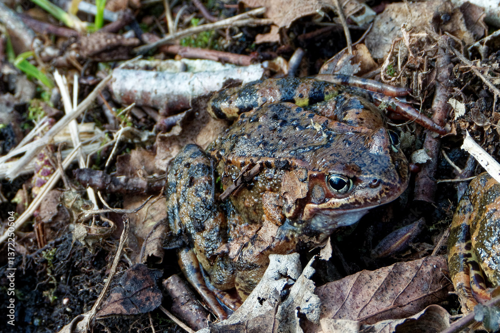 Fototapeta premium Common frogs or grass frogs (Rana temporaria)