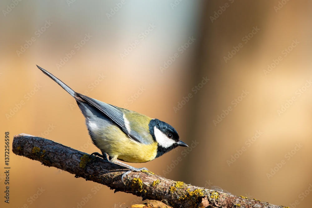 Naklejka premium Sikorka na zółtym tle bokeh