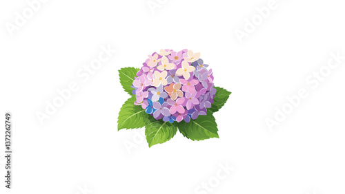 Hydrangea