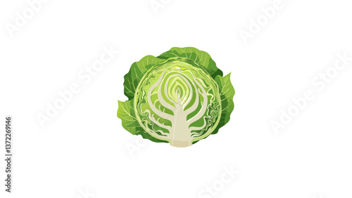 cabbage