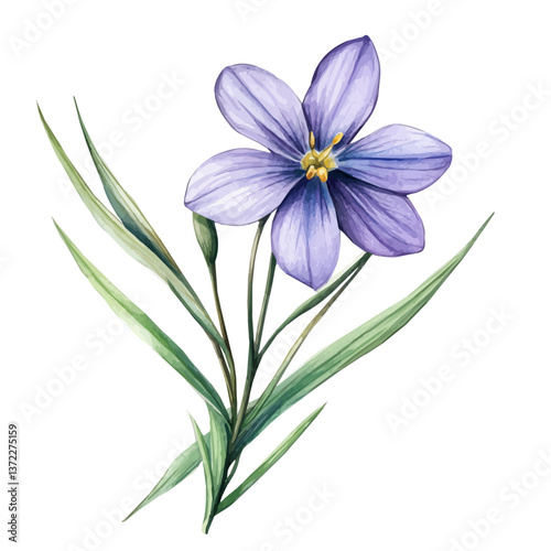 A watercolor vector of a Blue-eyed Grass flower, isolated on a white background. Blue-eyed Grass flower vector

