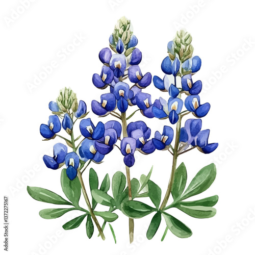 A watercolor vector of a Bluebonnets flower, isolated on a white background. Bluebonnets flower vector

