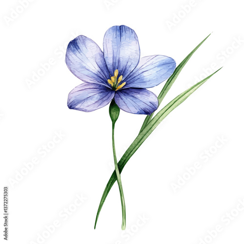 A watercolor vector of a Blue-eyed Grass flower, isolated on a white background. Blue-eyed Grass flower vector


