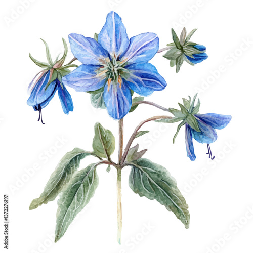 A watercolor vector of a Borage flower, isolated on a white background. Borage flower vector

