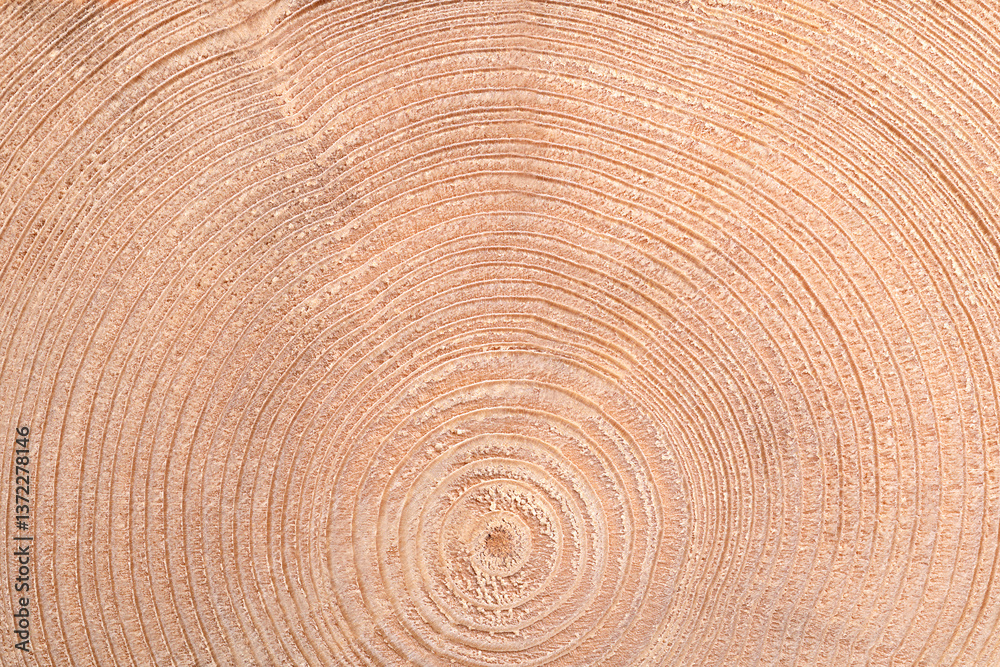 Naklejka premium Growth rings of a spruce tree, horizontal cross section. Expanding in a wave-like manner annual or tree rings of an European spruce tree, Picea abies, cut through the dried trunk. Close-up from above.