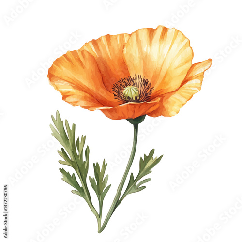A watercolor vector of a California Poppy flower, isolated on a white background. California Poppy flower vector

