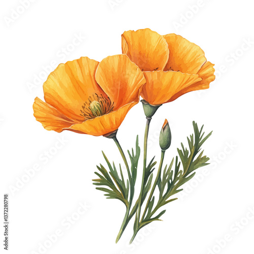 A watercolor vector of a California Poppy flower, isolated on a white background. California Poppy flower vector

