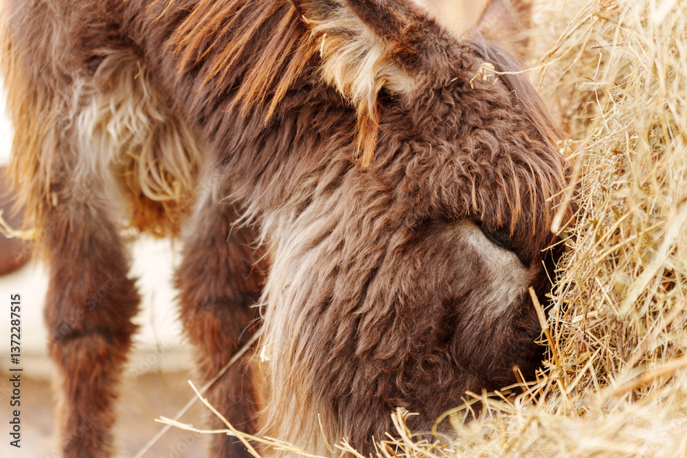 Obraz premium Close-up view of a donkey's face at a farm in the countryside during daytime, showcasing textured fur and a calm demeanor