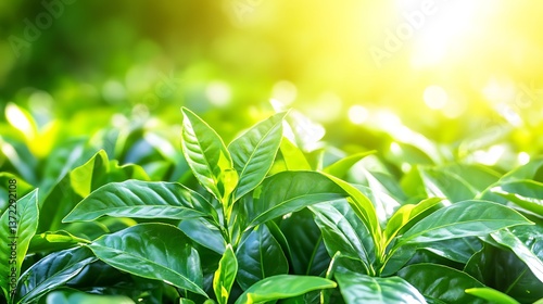 Bright sunlight illuminates the lush green leaves of growing plants