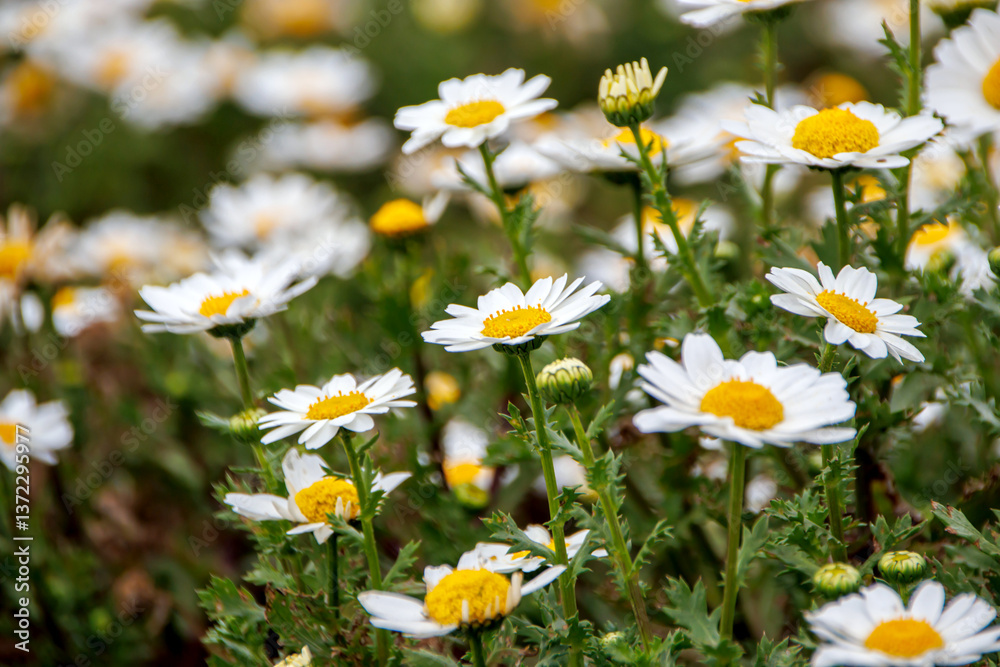 white daisies in a field white daisies in a field