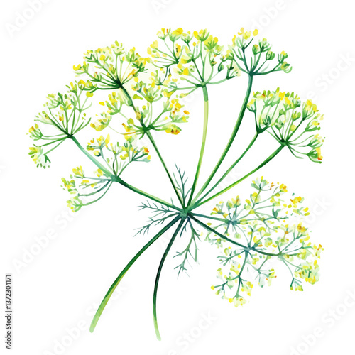 A watercolor vector of a Dill flower, isolated on a white background. Dill flower vector

