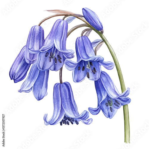 A watercolor vector of an English Bluebell flower, isolated on a white background. English Bluebell flower vector

