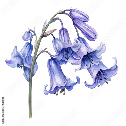 A watercolor vector of an English Bluebell flower, isolated on a white background. English Bluebell flower vector

