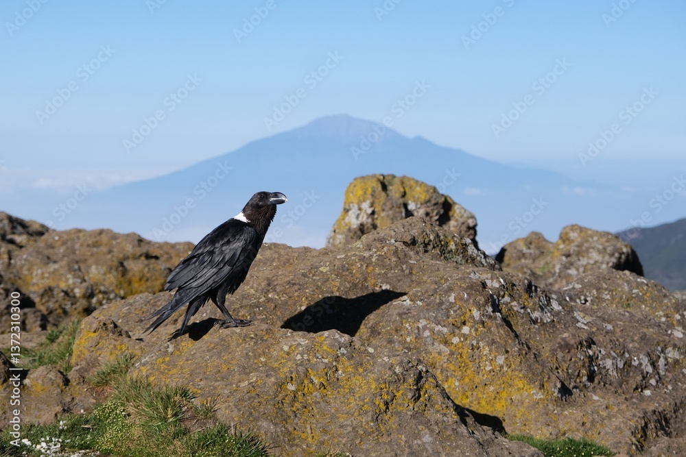 Single Corvus albicollis (Large-billed raven) sitting on rock with Mount Meru in background, Machame Route, trail from Shira Camp to Barranco Camp, Tanzania