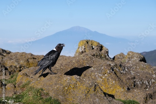 Obraz na płótnie Single Corvus albicollis (Large-billed raven) sitting on rock with Mount Meru in background, Machame Route, trail from Shira Camp to Barranco Camp, Tanzania w salonie