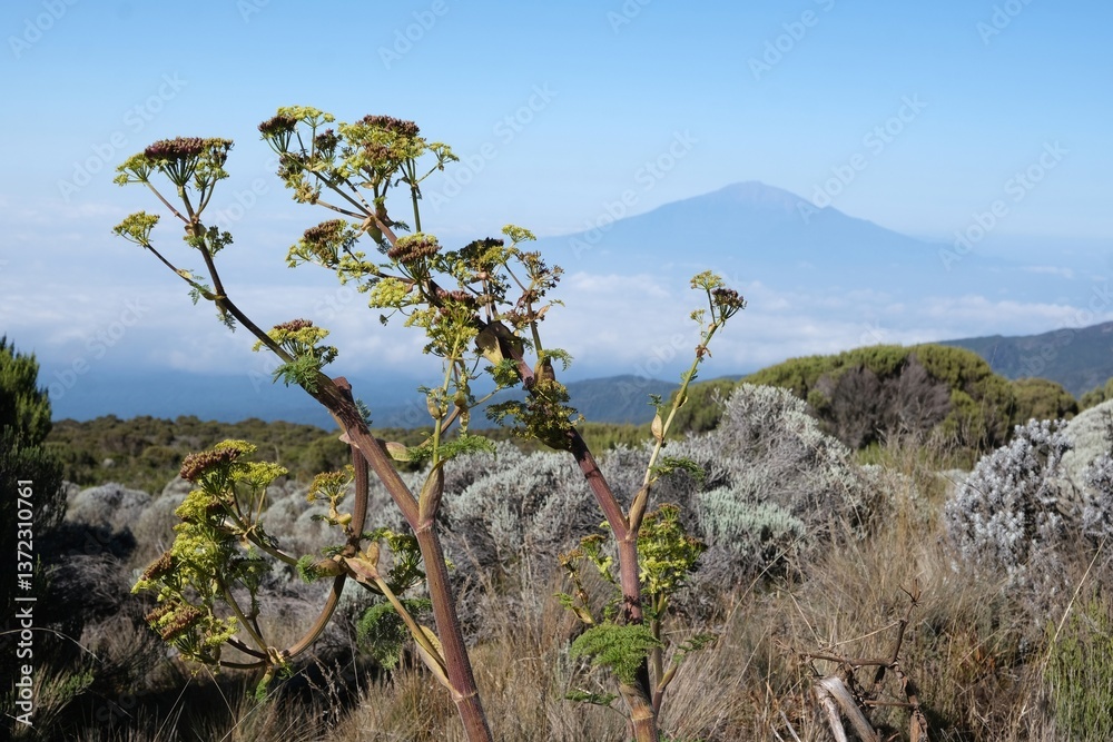 Close up of tall plant of Ferula on Kilimanjaro, with Mount Meru in background, Machame Route, trail from Shira Camp to Barranco Camp, Tanzania