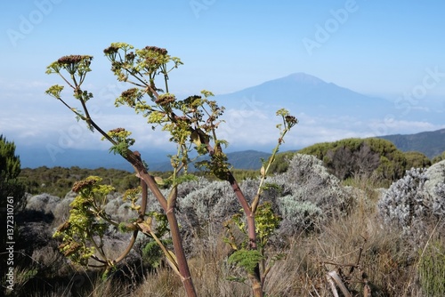 Obraz na płótnie Close up of tall plant of Ferula on Kilimanjaro, with Mount Meru in background, Machame Route, trail from Shira Camp to Barranco Camp, Tanzania w salonie
