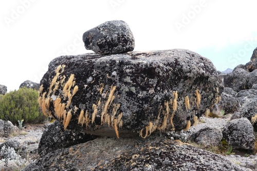 Volcanic rocks covered with lichens in misty scenery of Kilimanjaro, Machame Route, trail from Shira Camp to Barranco Hut, Tanzania
