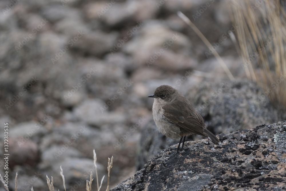 Close up of little bird moorland chat (Pinarochroa sordida, hypospodia), also known as the alpine chat or hill chat, met on Kilimanjaro, Machame Route, trail from Shira Camp to Barranco Camp, Tanzania