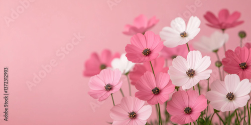 Delicate pink and white cosmos flowers in bloom against soft pastel pink background for romantic, spring, floral or nature themes