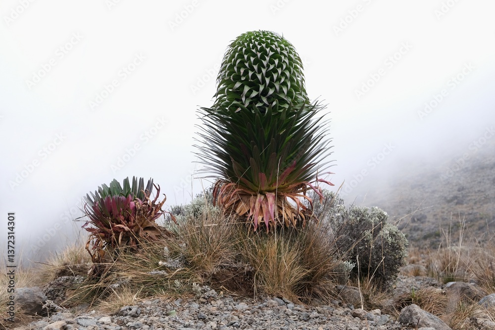 Beautiful flower of Lobelia deckenii (Senecio kilimanjari) in misty scenery, endemic plant on Kilimanjaro, Machame Route, trail from Shira Camp to Barranco Hut, Tanzania
