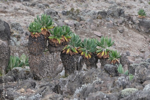 Obraz na płótnie Beautiful Giant Lobelia deckenii (Dendrosenecio kilimanjari, Senecio kilimanjari) in misty scenery, endemic plant on Kilimanjaro, Machame Route, trail to Barranco Hut, Tanzania w salonie