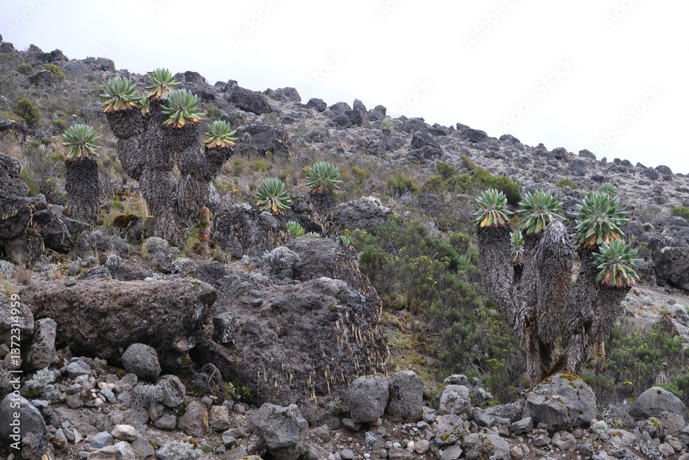 Beautiful Giant Lobelia deckenii (Dendrosenecio kilimanjari, Senecio kilimanjari) in misty scenery, endemic plant on Kilimanjaro, Machame Route, trail to Barranco Hut, Tanzania
