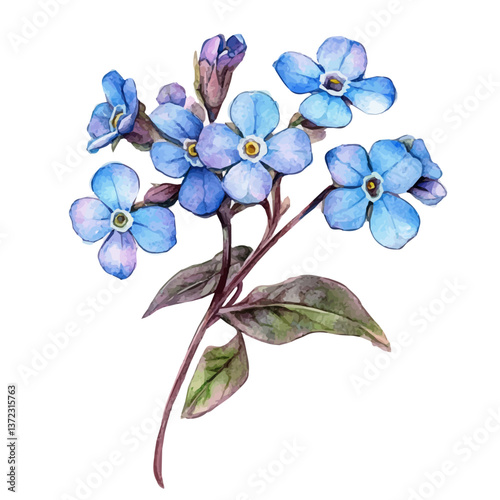 A watercolor vector of a Forget-Me-Not flower, isolated on a white background. Forget-Me-Not flower vector

