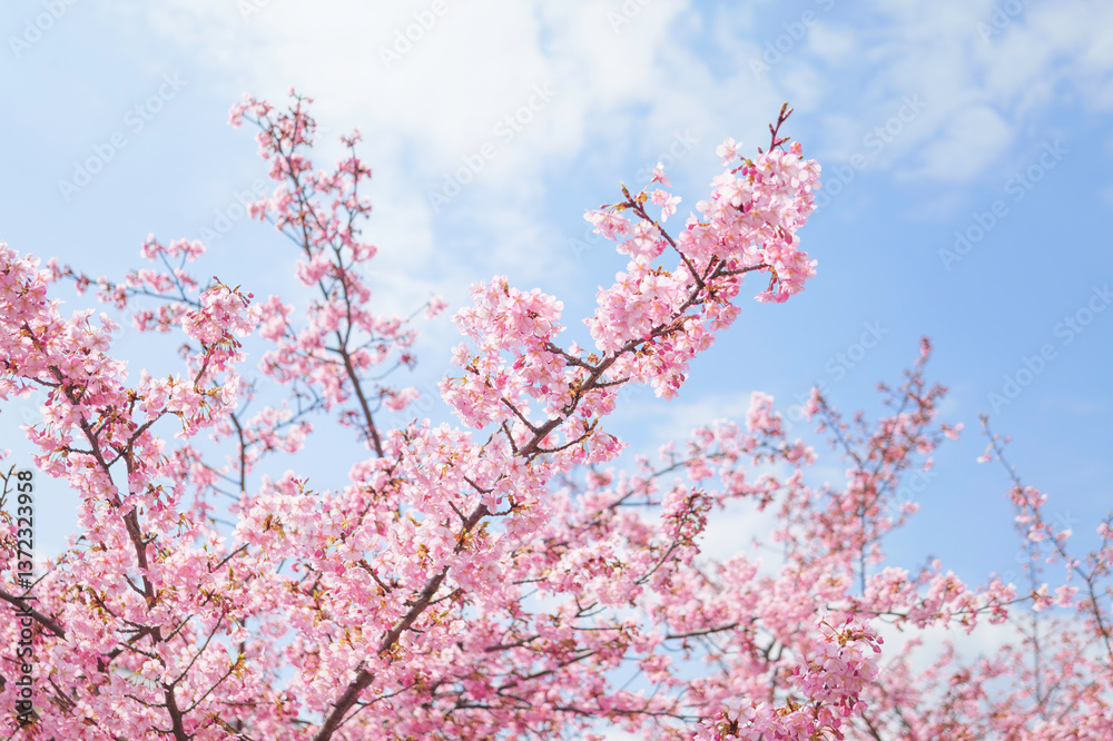 Spring scenery, beautiful cherry blossoms, blue sky
Spring scenery, beautiful cherry blossoms, blue sky