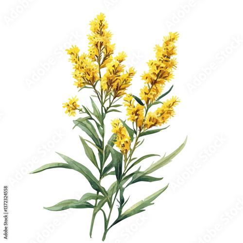 A watercolor vector of a Goldenrod flower, isolated on a white background. Goldenrod flower vector

