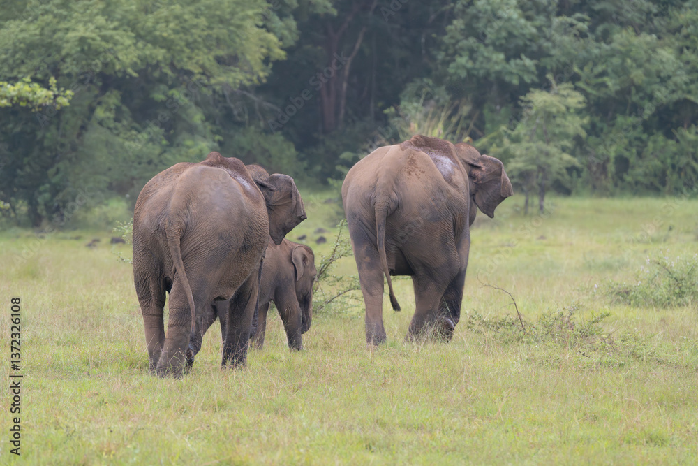 Herd of Sri Lankan elephants - Elephas maximus maximus leaving green meadow. Subspecies of Asian elephant. Photo from Wasgamuwa National Park in Sri Lanka. Native to Sri Lanka.