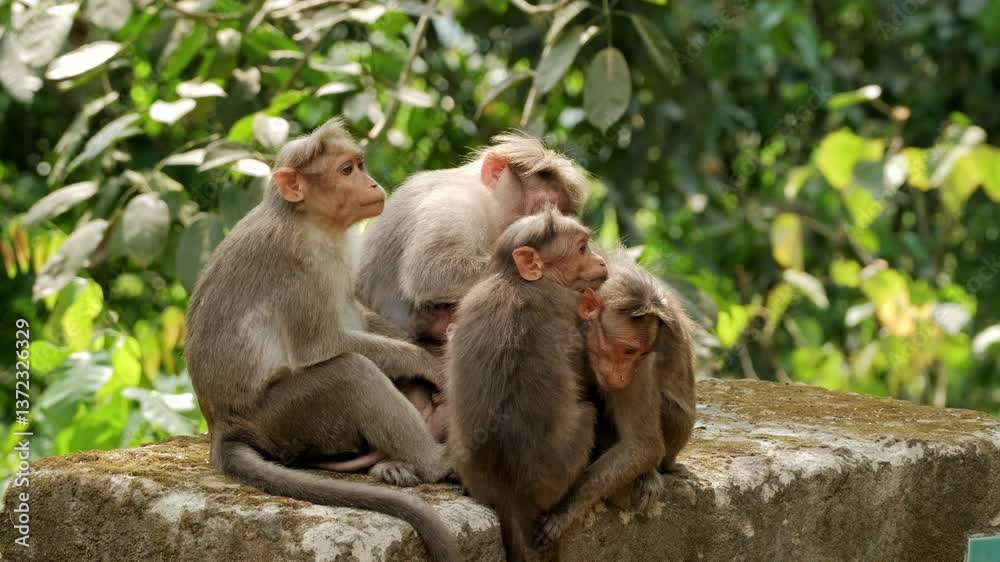 Four monkeys interacting on a rock in a forest, displaying social grooming and affection Four monkeys interacting on a rock in a forest, displaying social grooming and affection