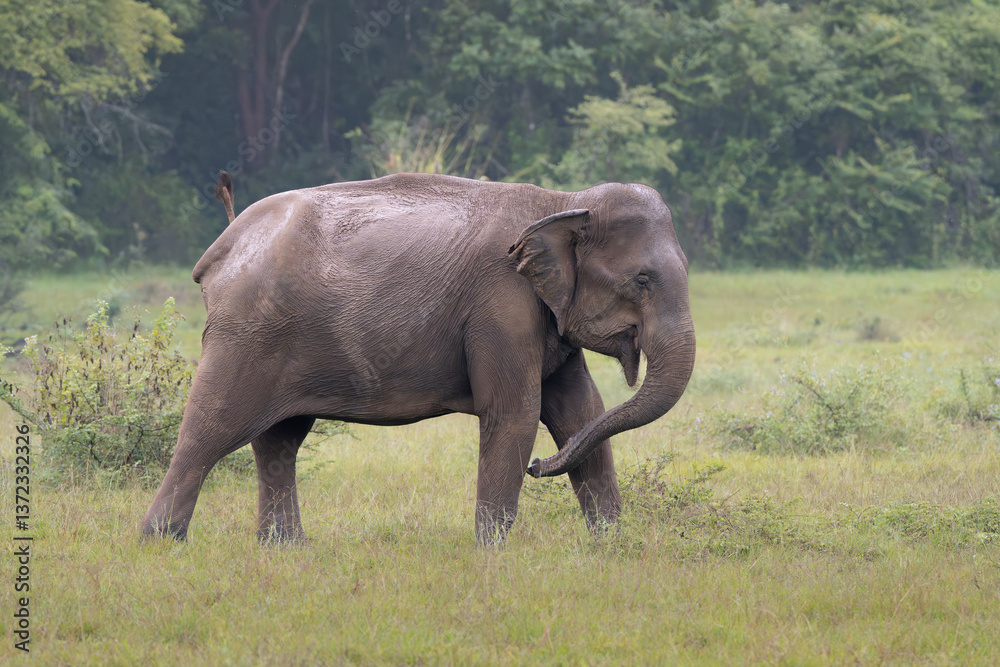 Fototapeta premium Sri Lankan elephant - Elephas maximus maximus on meadow. Subspecies of Asian elephant. Photo from Wasgamuwa National Park in Sri Lanka. Native to Sri Lanka.