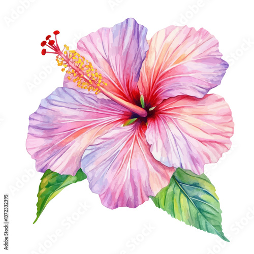 A watercolor vector of a Hibiscus flower, isolated on a white background. Hibiscus flower vector

