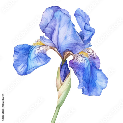 A watercolor vector of an Iris flower, isolated on a white background. Iris flower vector

