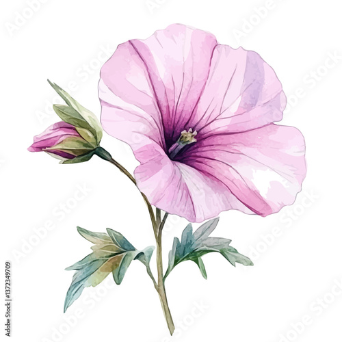 A watercolor vector of a Lavatera flower, isolated on a white background. Lavatera flower vector

